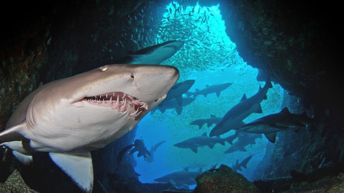 Sharks Found Living in Sponges in Australia - The New York Times