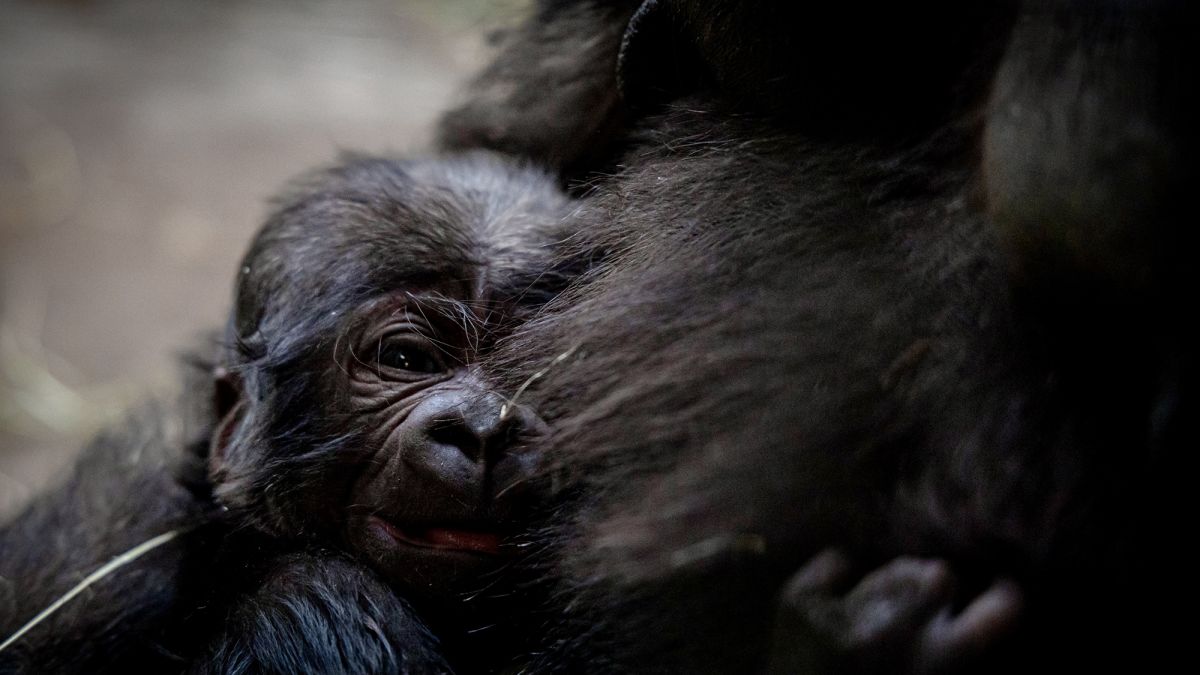 Gorilla Hair delivered to North Fair Oaks, CA