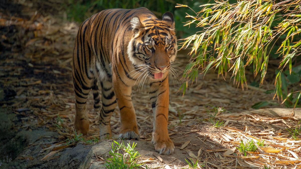 Soil DNA analysis from paw prints could help Sumatran tigers | CNN