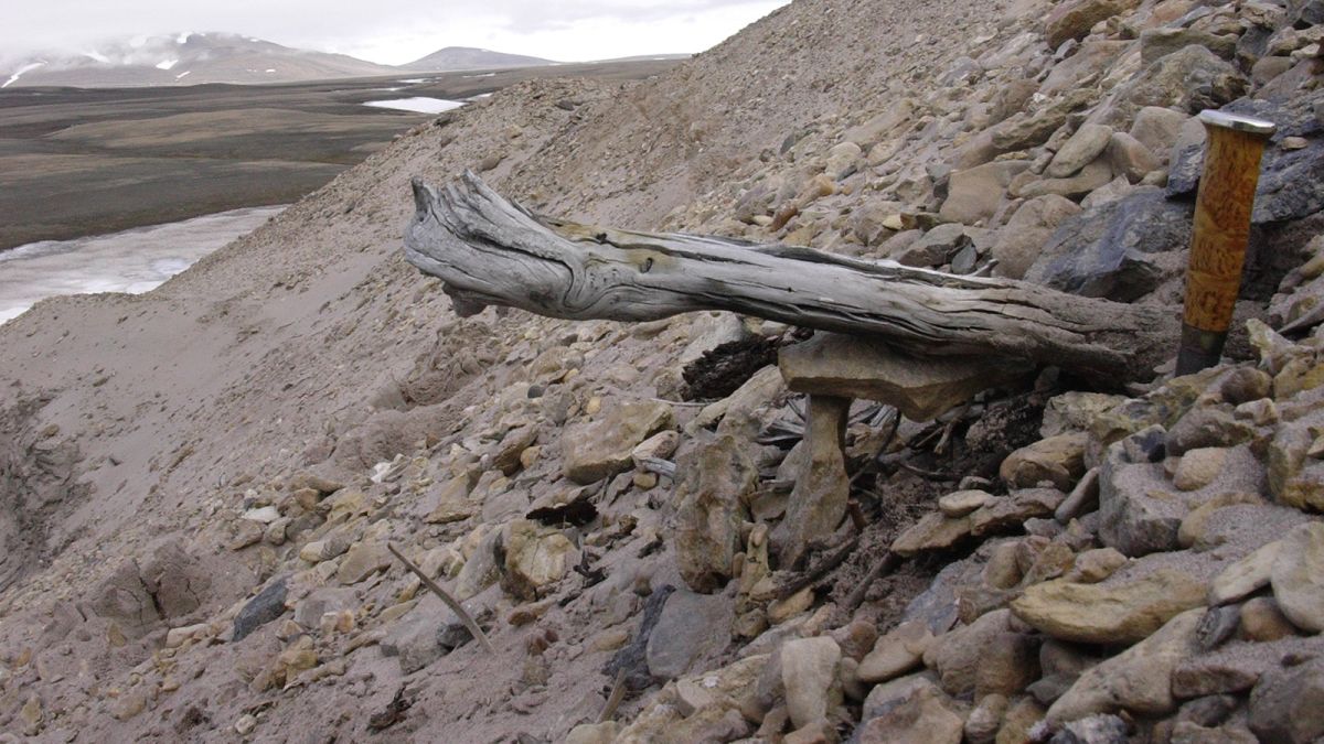 DNA from fossils reveal the origin of the Norwegian lemming