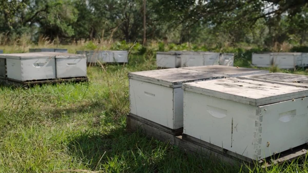 They serve a massive purpose for us': Miami beekeeper working to create a  buzz about bees - WSVN 7News, Miami News, Weather, Sports