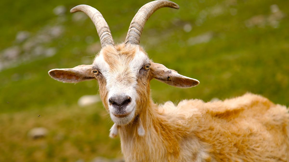 GOAT,' 'inflection point' and 'quiet quitting' should be banished, annual list says | CNN GOAT,' 'inflection point' and 'quiet quitting' should be banished, annual list says | CNN