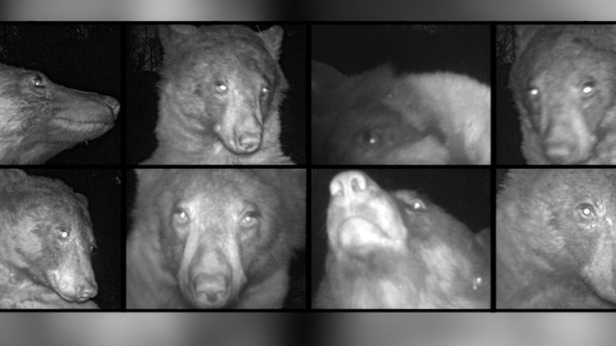 Este oso no puede dejar de tomarse fotos en una cámara de seguimiento - CNN  Video