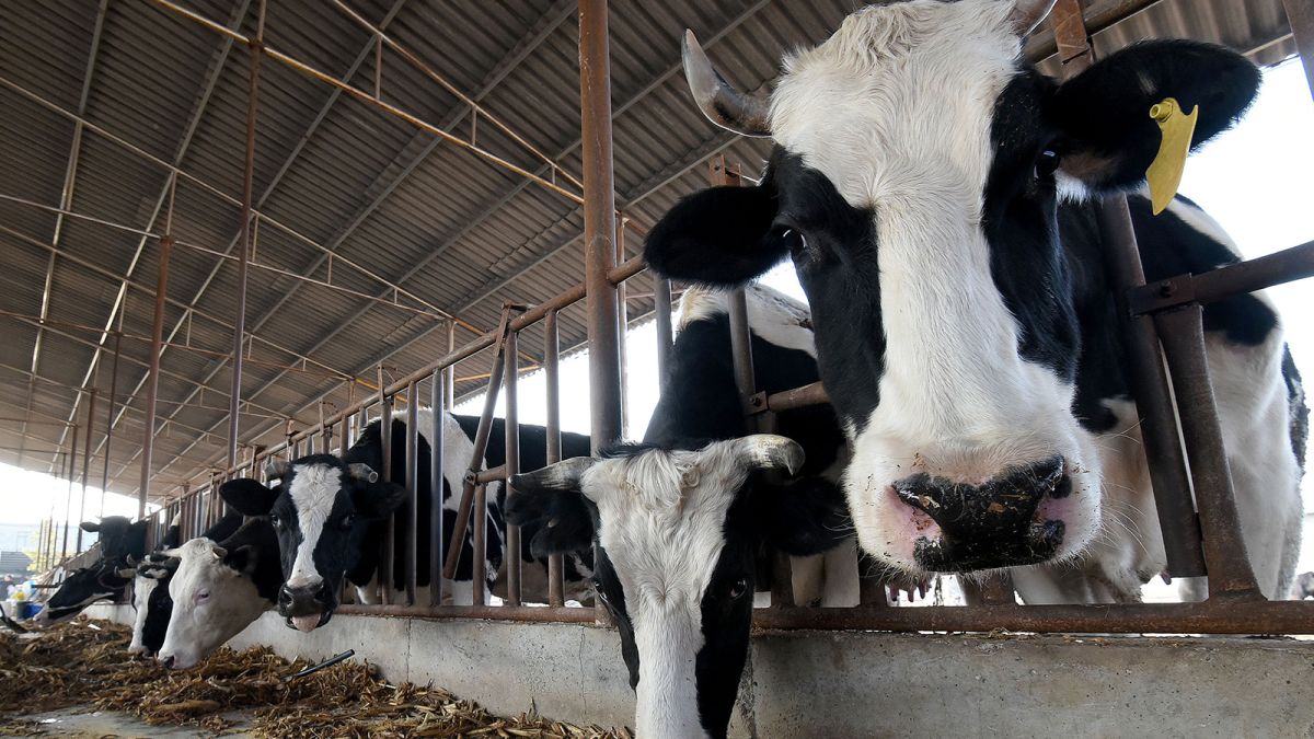 China says it successfully cloned 3 highly productive 'super cows' - CNN