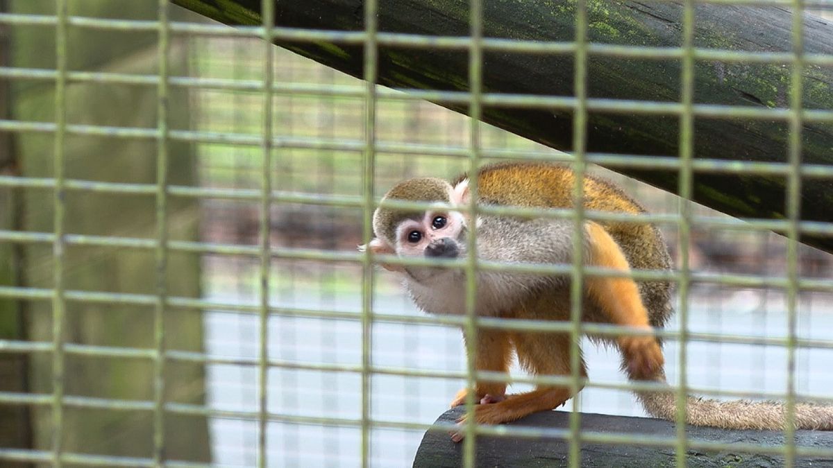 Arrest made in the theft of 12 squirrel monkeys stolen from a Louisiana  zoo, but the animals have yet to be found, chief says - CNN