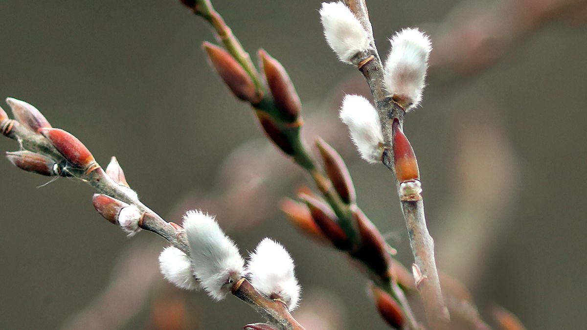 Best Close Up Pussy - Flowers and trees blooming up to 3 weeks earlier than normal in the Eastern  US - CNN
