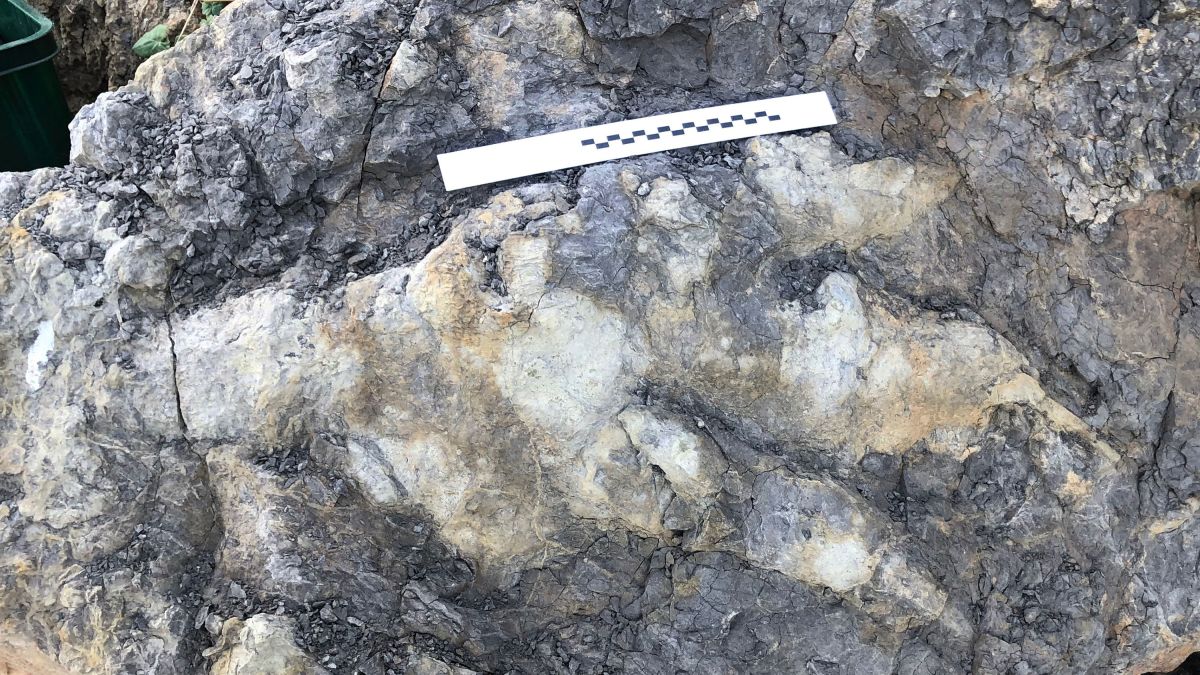 Record-breaking dinosaur footprint appears on the Yorkshire coast - CNN