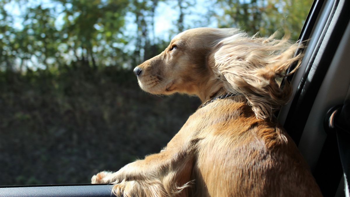 Florida bill would ban dogs from sticking heads out car window | CNN