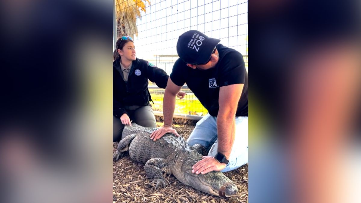 Alligator allegedly taken from Texas zoo as an egg or hatchling has been  returned nearly 20 years later, officials say | CNN