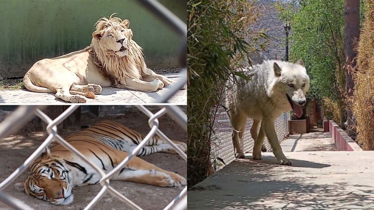 Hallan leones, pumas, un tigre y otros animales exóticos en un operativo  policial en México - CNN Video