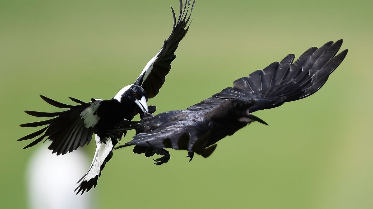 Discount 80% Off Magpies Nest Australia | B My Hotel Reviews