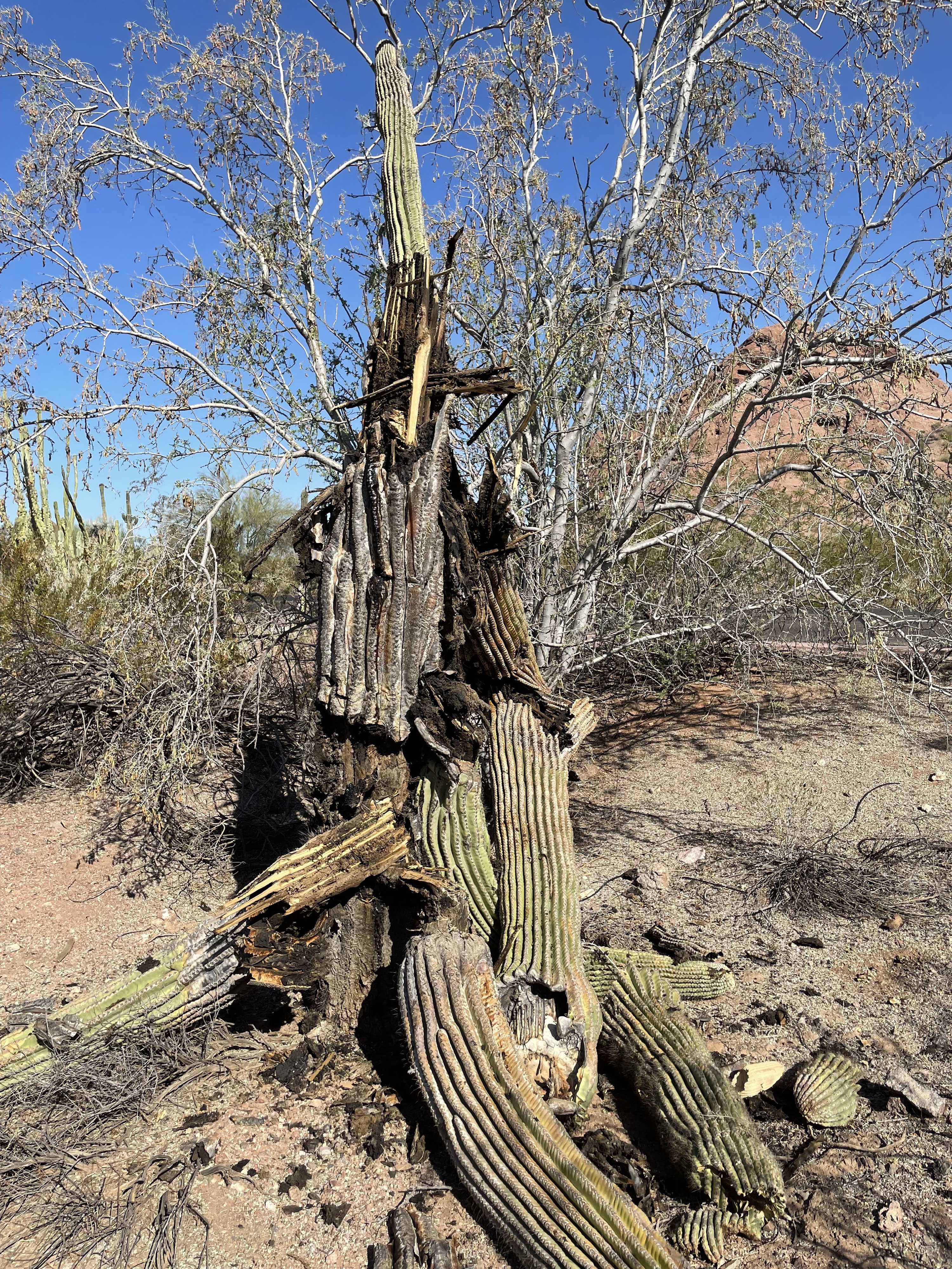 A collapsed saguaro cactus at Desert Botanical Garden in Phoenix. 
