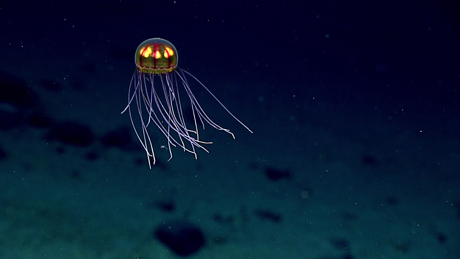 A bioluminescent jellyfish is shown in an image taken during exploration of the Marianas Trench Marine National Monument area in the Pacific Ocean near Guam and Saipan, on April 24, 2016. The expedition dives ranged from 820 feet to 3.7 miles (250 meters to 6,000 meters) deep. 