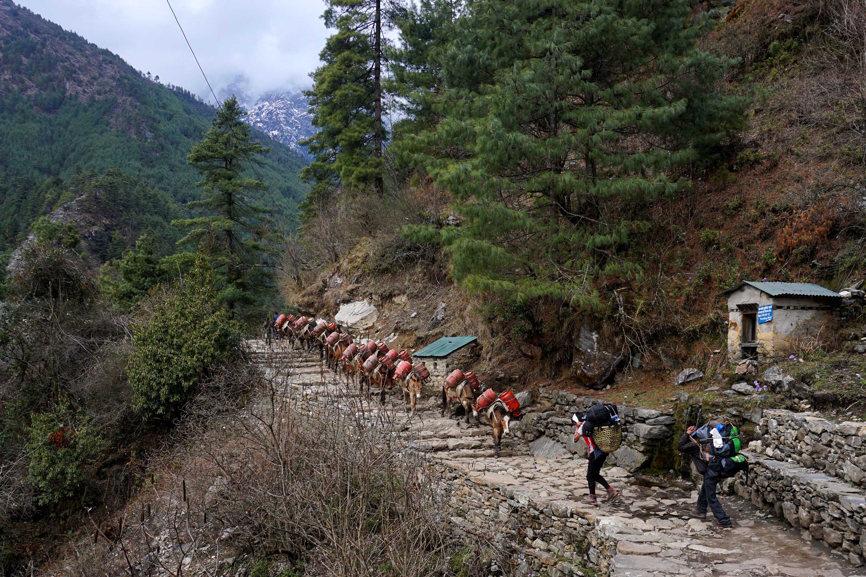 Porters walk past mules carrying empty gas cylinders along a path in Phakding, Nepal, on March 23, after mountain expeditions and trekking were suspended due to the coronavirus outbreak.