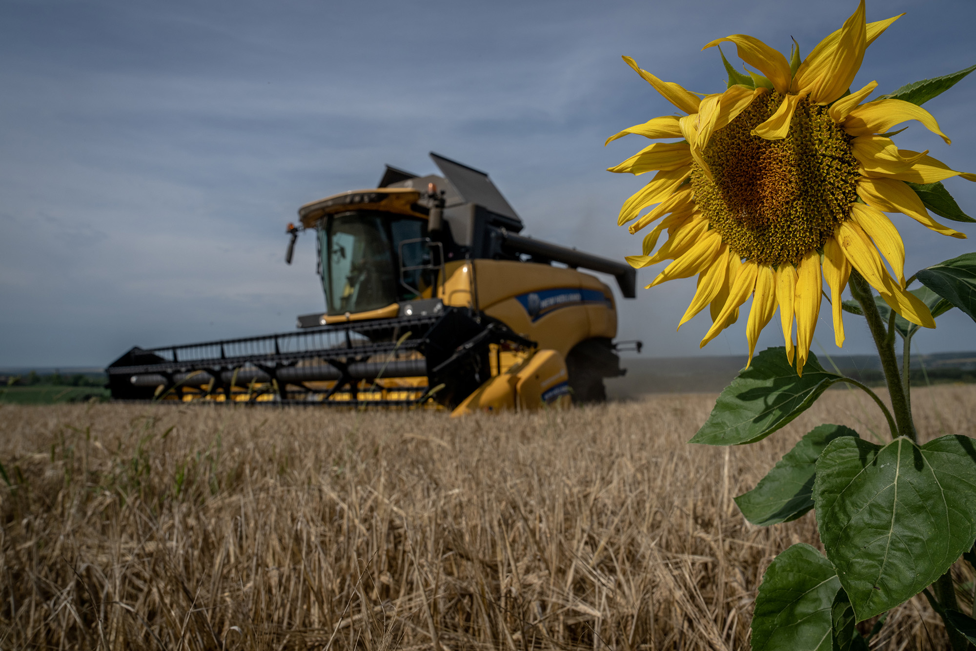A combine harvests a wheat field in Zolochiv, Ukraine on August 1. 