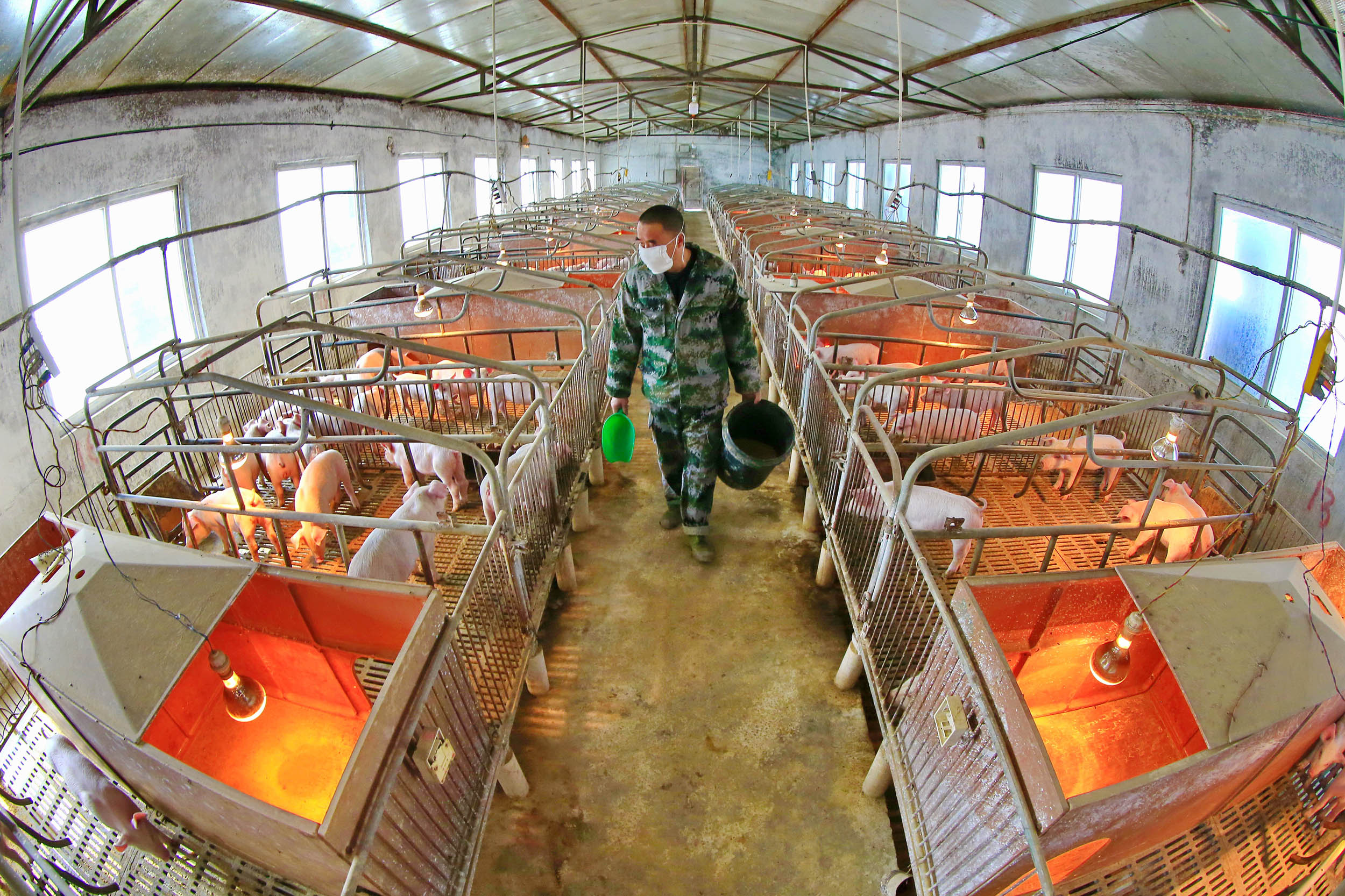 A worker feeds the piglets in a hog pen in southwest China's Sichuan province on February 21. 