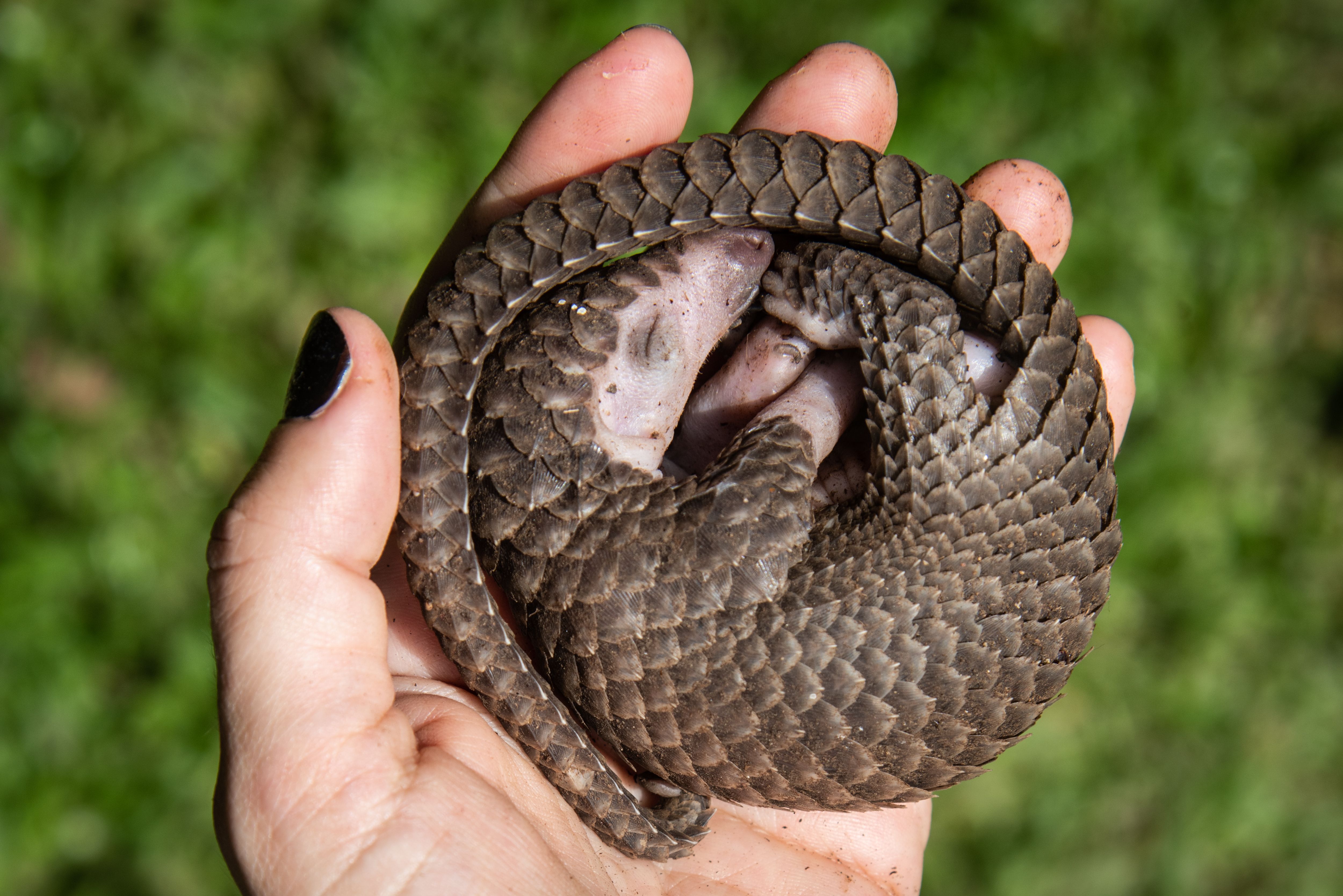 A white-bellied pangolin in Kampala, Uganda, on April 9.