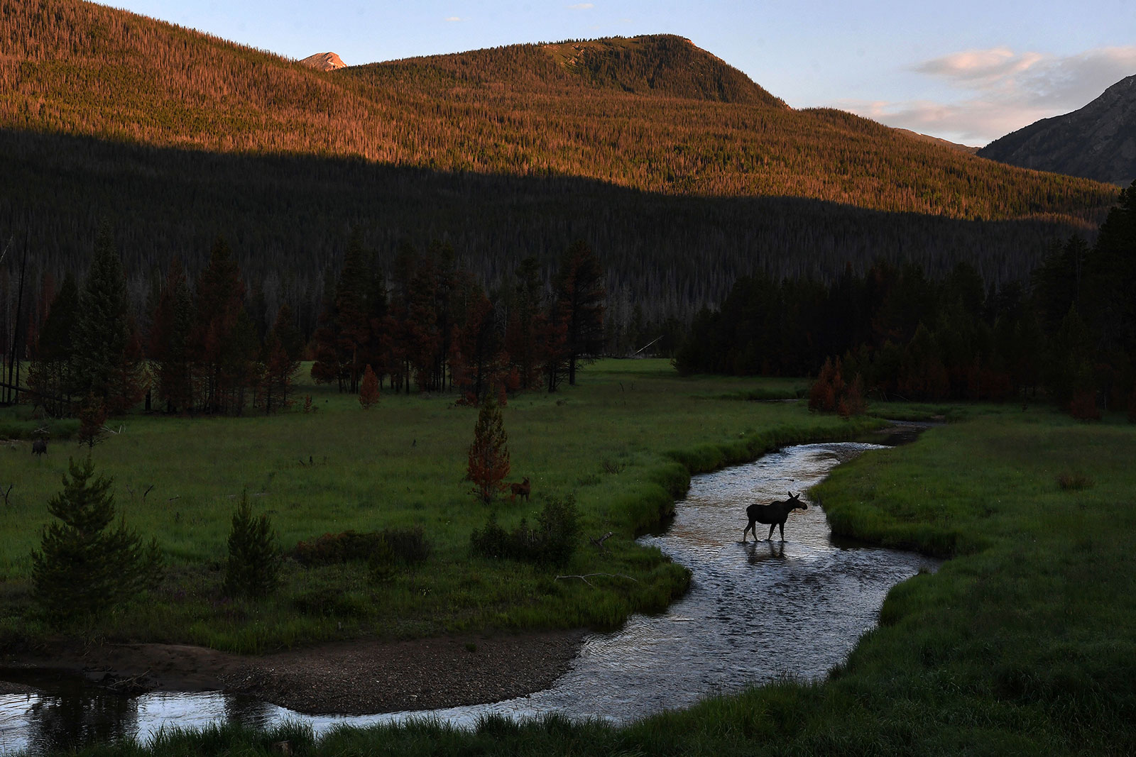 A moose wades through the Colorado River in Rocky Mountain National Park in Grand County, Colorado.