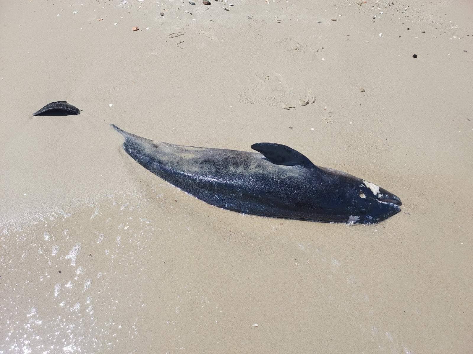 A dead dolphin found on the coast of the Black Sea. 