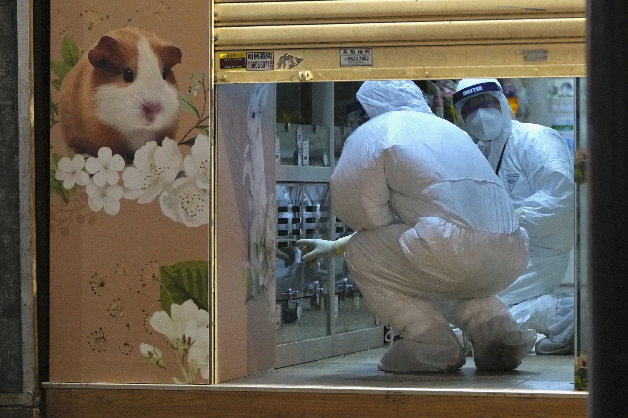Staff members from the Agriculture, Fisheries and Conservation Department investigate a pet shop in Hong Kong, Tuesday, January 18, 2022, which closed after some pet hamsters tested positive for the coronavirus, according to authorities.  
