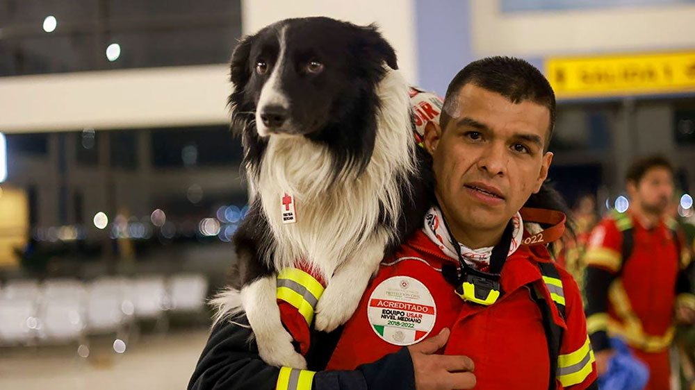 На изображении, опубликованном в Твиттере министром иностранных дел Мексики, изображены спасательная собака и дрессировщик, когда они готовятся помочь в спасательной операции после недавнего землетрясения. 