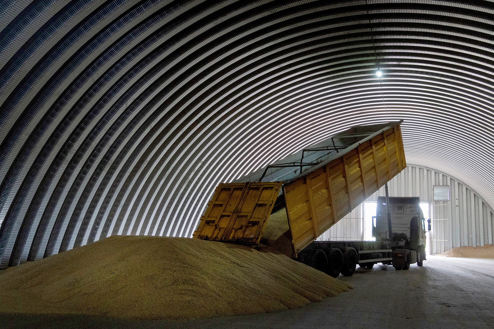 A dump track unloads grain in a granary in the village of Zghurivka, Ukraine, August 9, 2022.