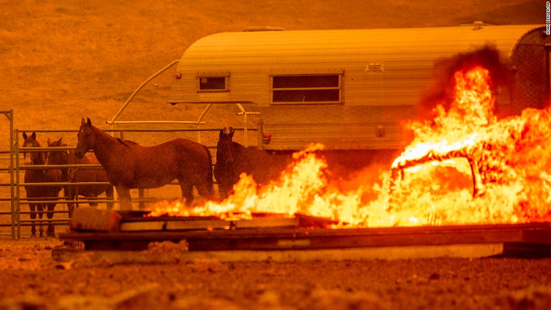 Horses stand in an enclosure Tuesday as the LNU Complex fires tear through the Spanish Flat community in unincorporated Napa County.