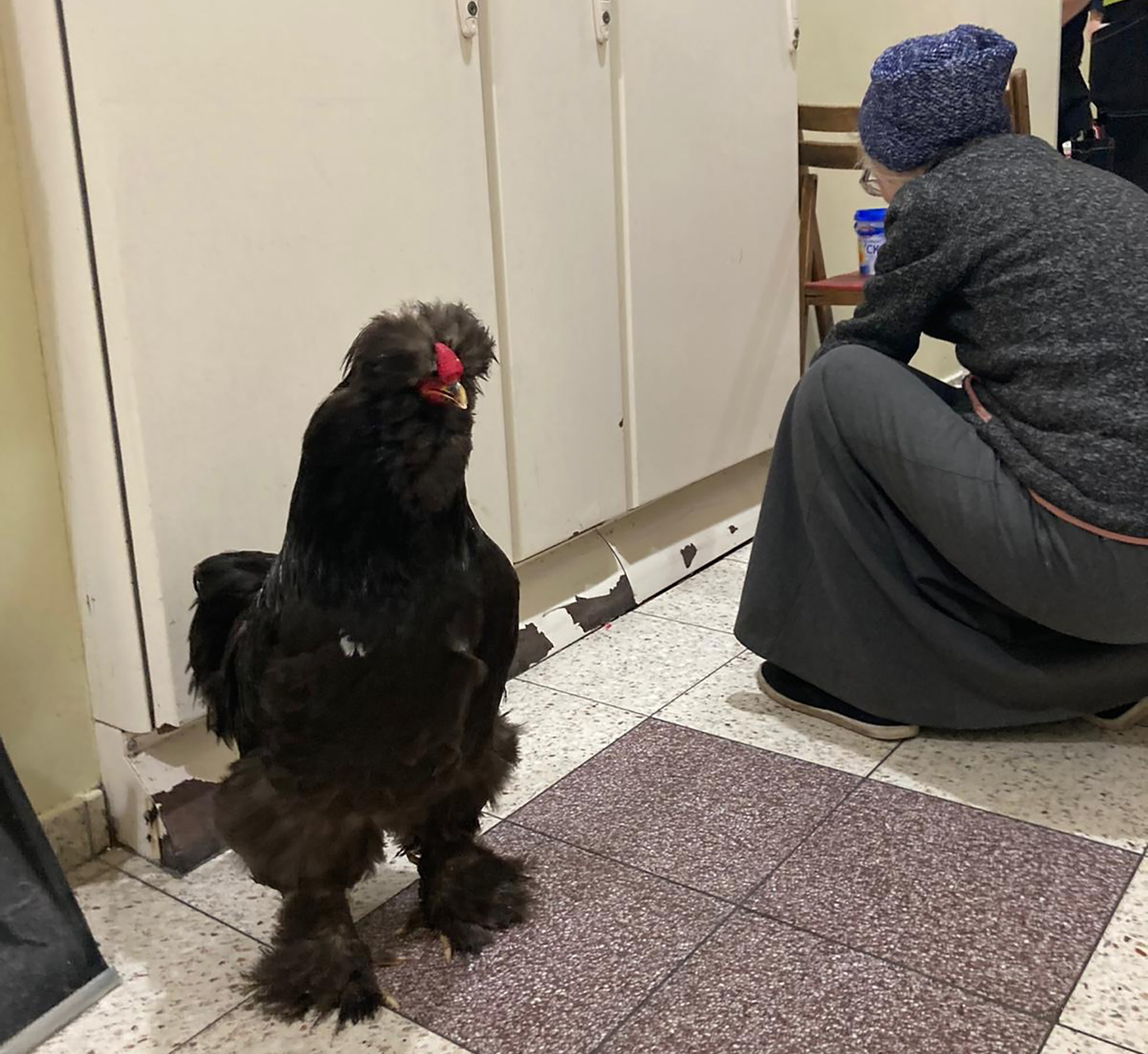 When Lyudmila and her husband Anton arrived at an evacuation center in the town of Przemysl on the Polish border with Ukraine, the rooster quickly settled in, wandering the corridors. 