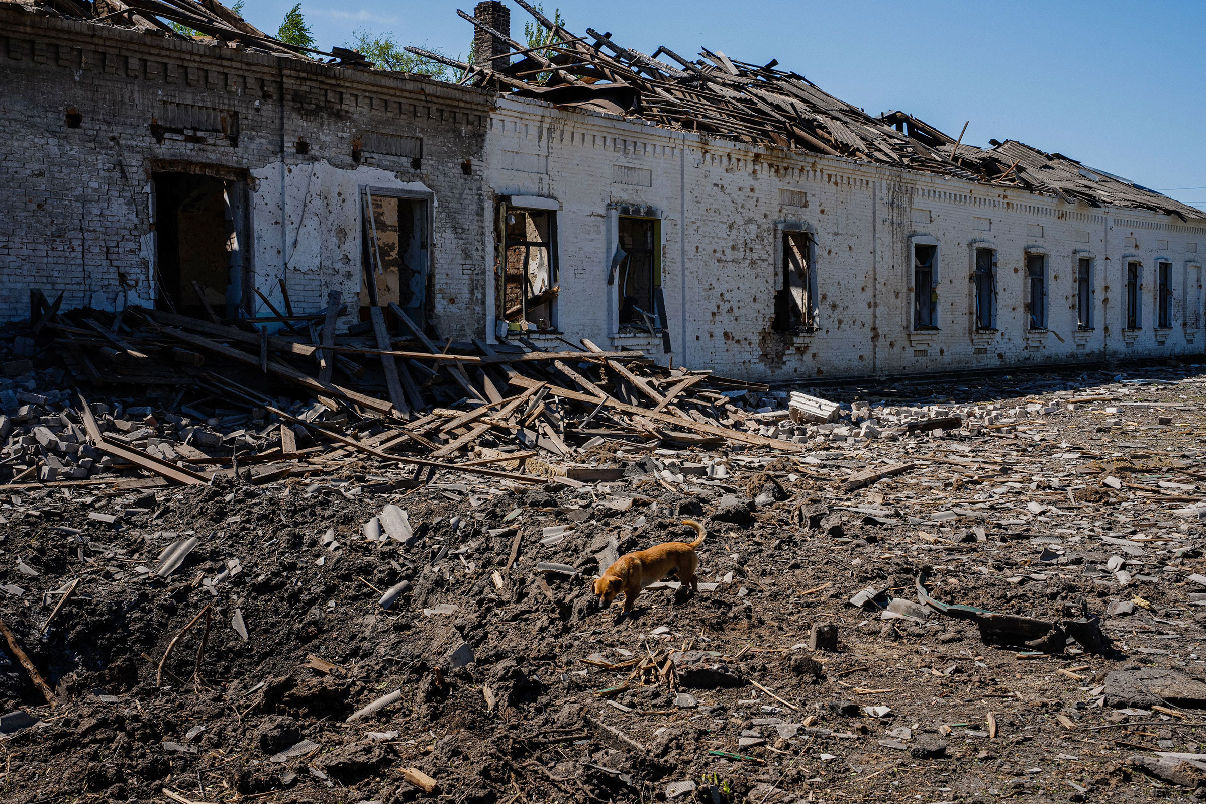 A dog walks on the debris of a destroyed building after an air bombing in the town of Orikhiv, in the Zaporizhzhia region, on May 7.