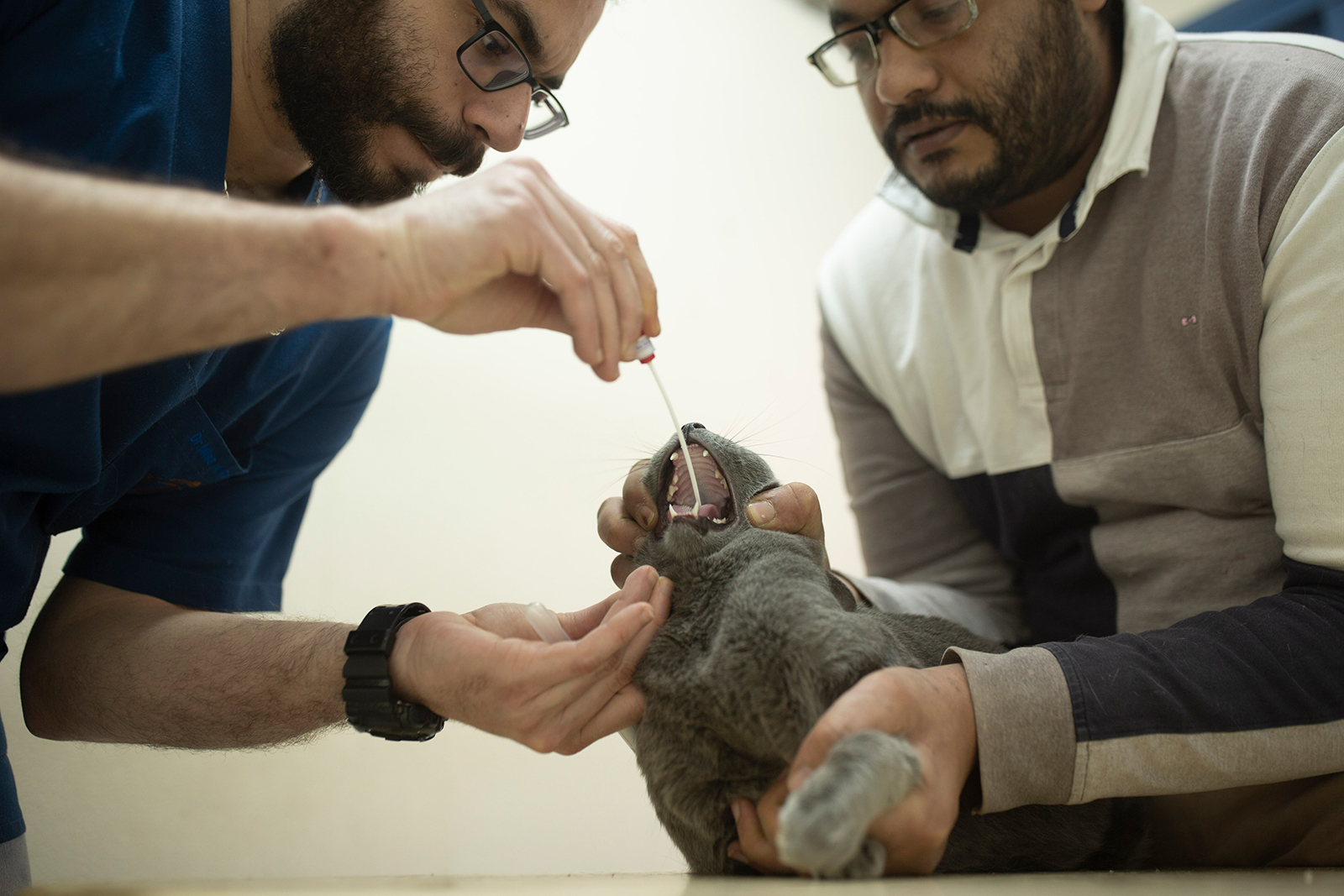 A veterinarian tests a cat for the coronavirus, a requirement for travel, at a clinic in Cairo, Egypt on March 29.