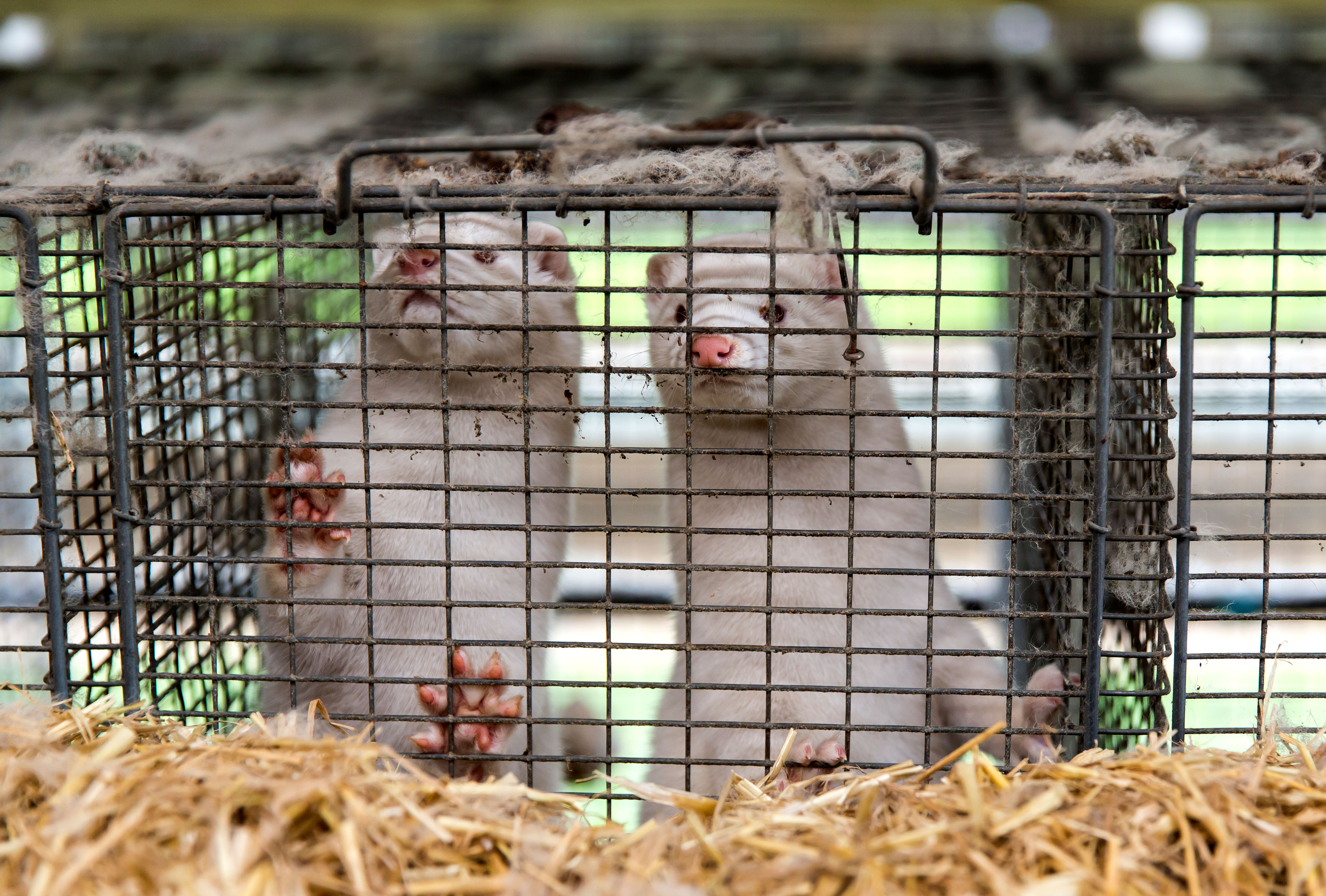Minks look through their cage on a farm in Bording, Denmark, on November 7.