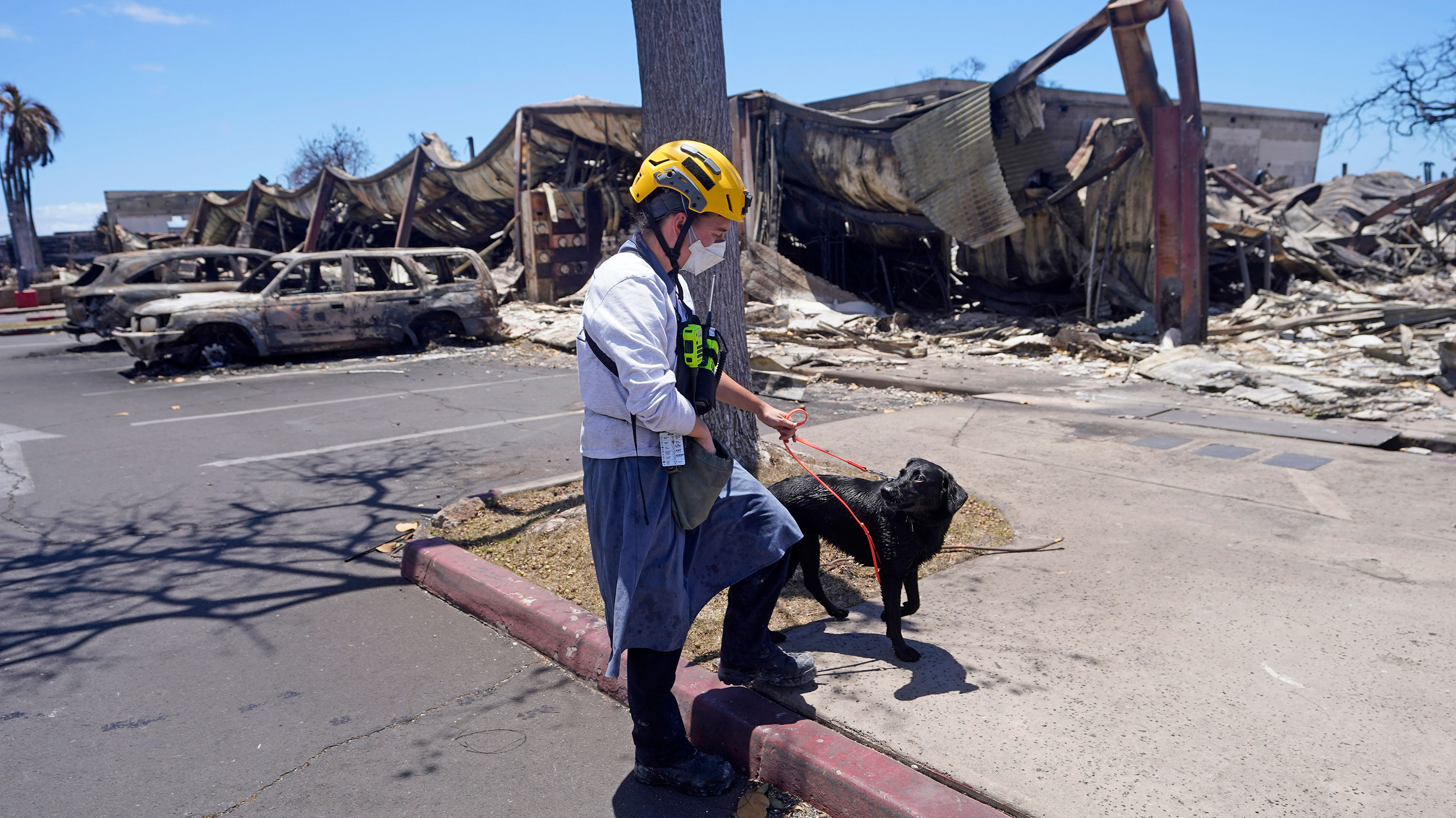 A member of a search and rescue team walks with her cadaver dog near Front Street in Lahaina, Hawaii, on Saturday.