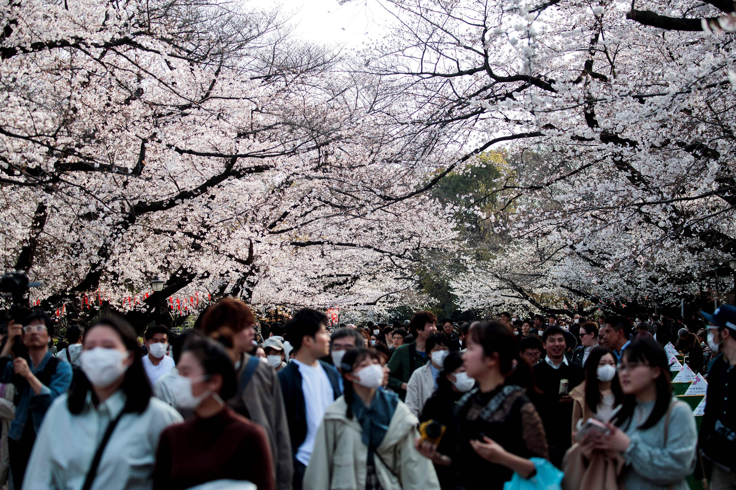 People walk under the cherry blossoms at Ueno park in Tokyo on March 22.