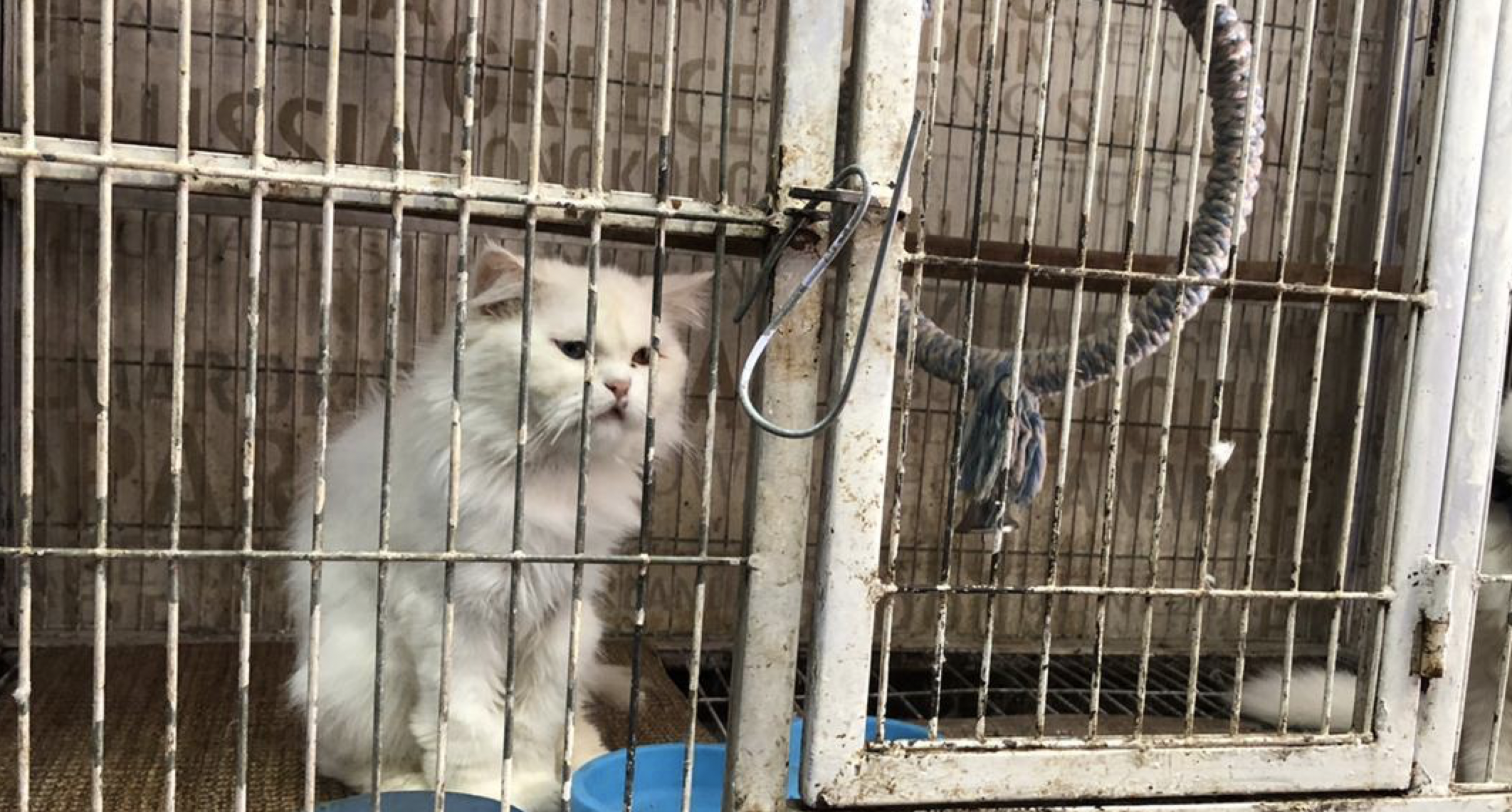 A cat trapped in a cage in Karachi, Pakistan.