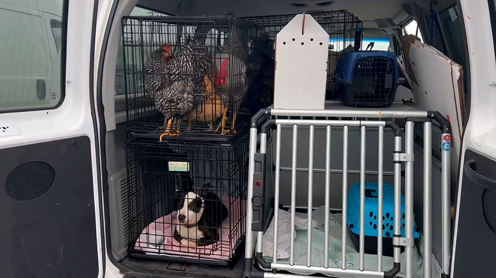 The animals included dogs, cats, roosters, guinea pigs and lots of birds.