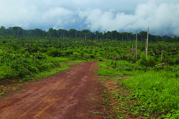 A forest in the Congo Basin near Kisangani in the Democratic Republic of Congo on September 25, 2019. 
