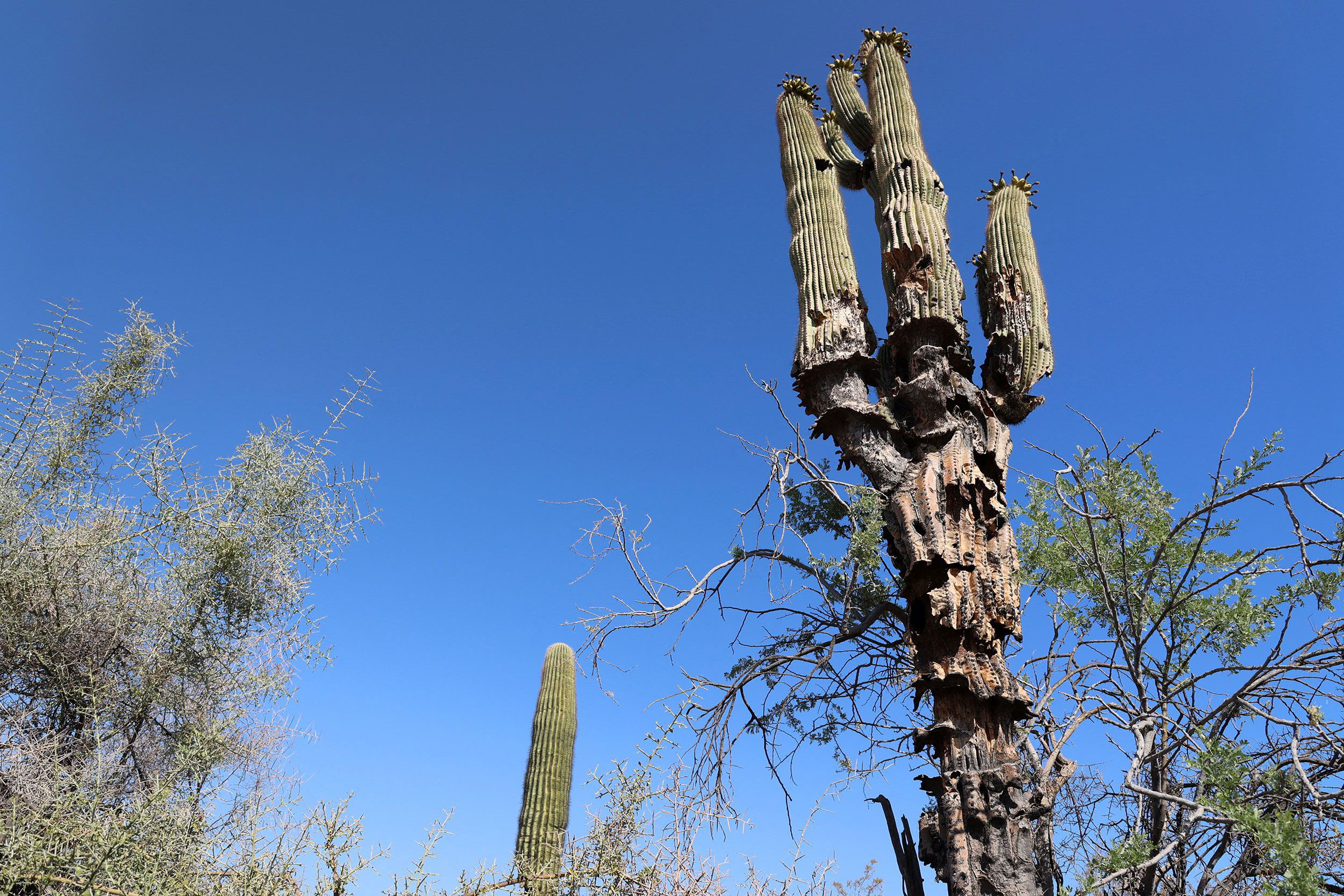 A cactus in Phoenix is affected by the extreme heat and drought on July 25, 2023. 