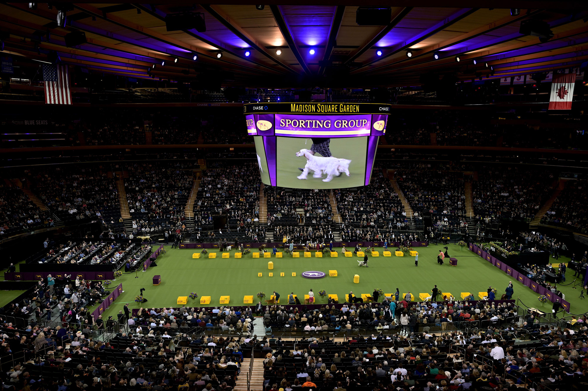 A dog competes in the Westminster Kennel Club Dog Show at Madison Square Garden on February 11, 2020, in New York City. 