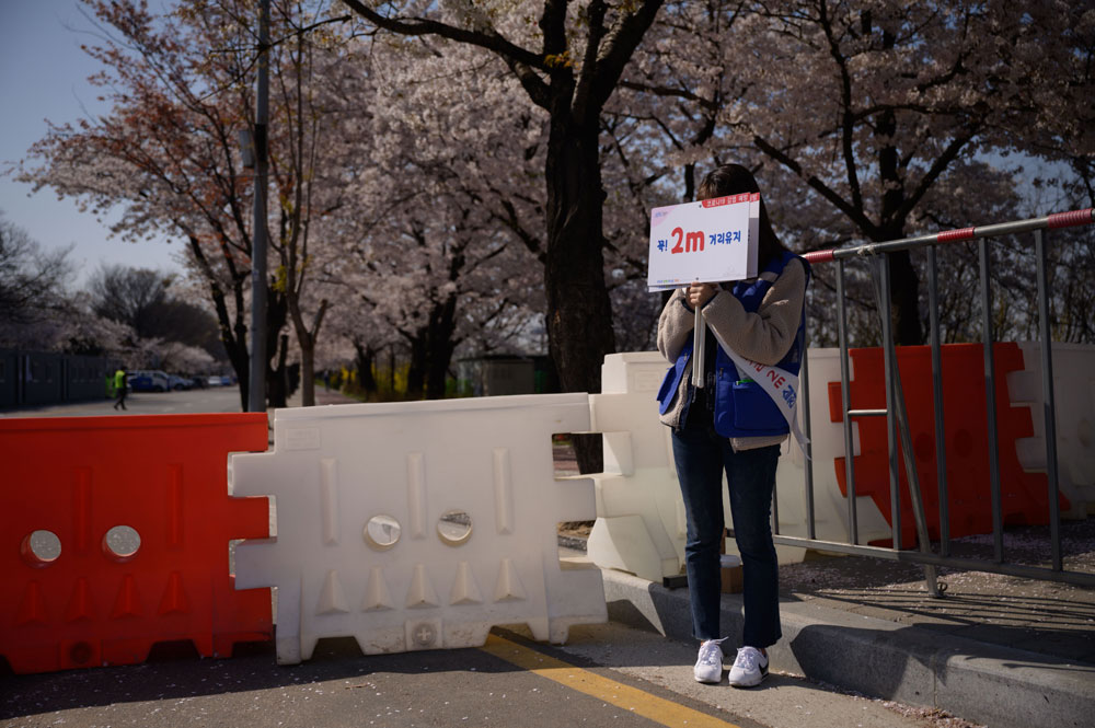 A worker holding signs advising people to keep 2 meters apart amid concerns over the coronavirus stands near blossom trees in the Yeouido district of Seoul on April 5.