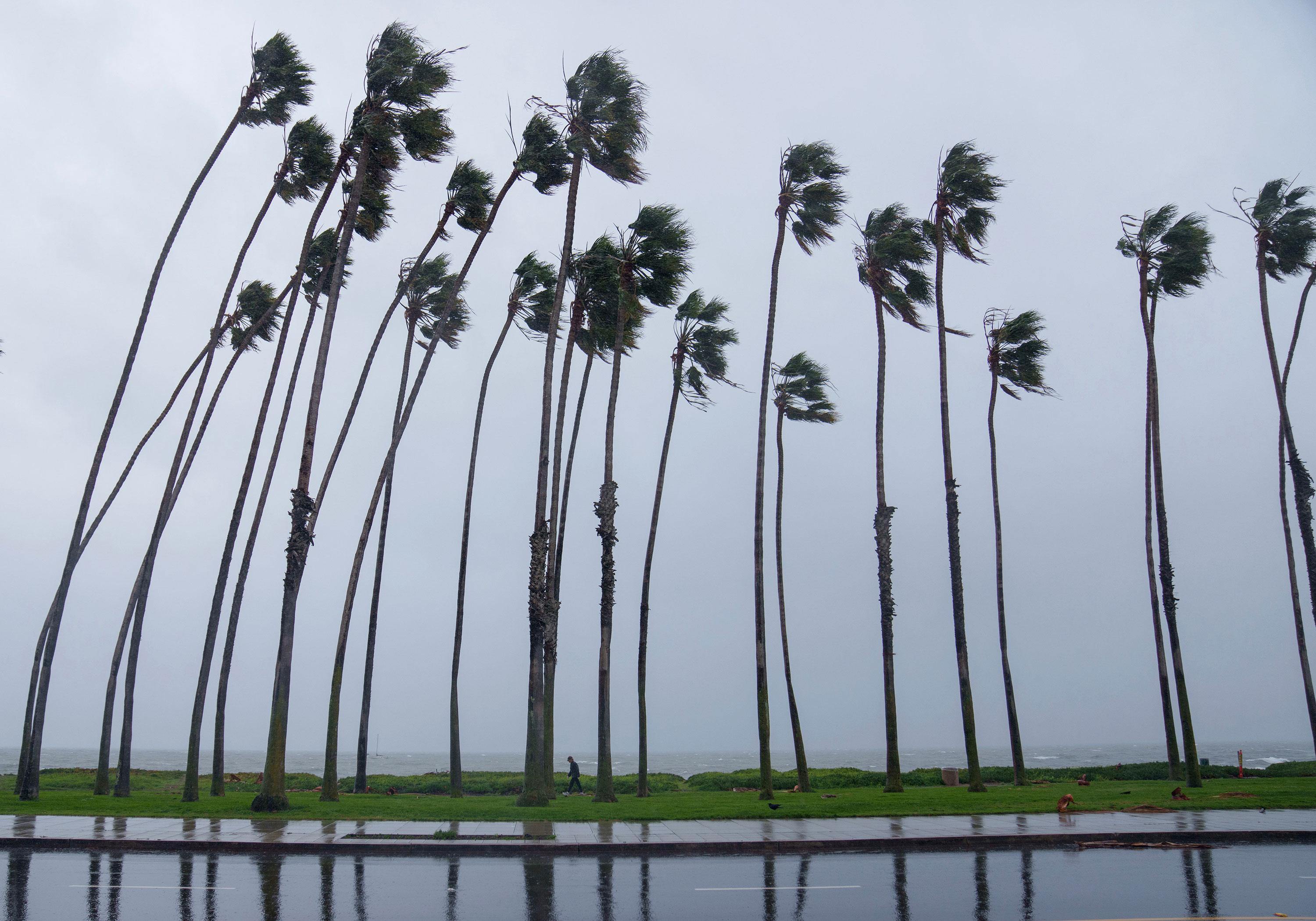Wind blows palm trees during a storm in Santa Barbara, California, on Sunday. 