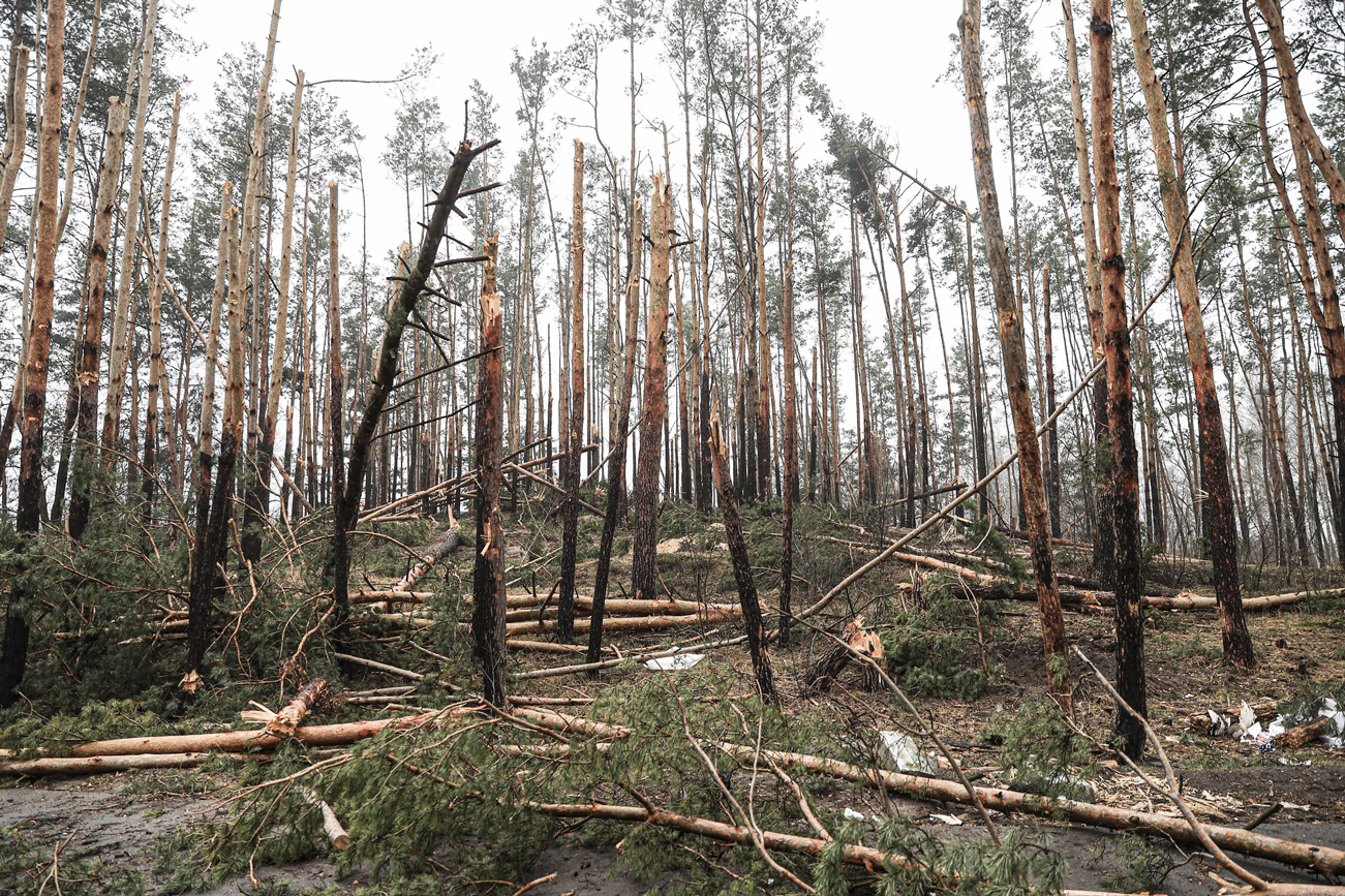 Trees in a forest area damaged by Russian attacks are seen in Irpin, Ukraine on April 1.