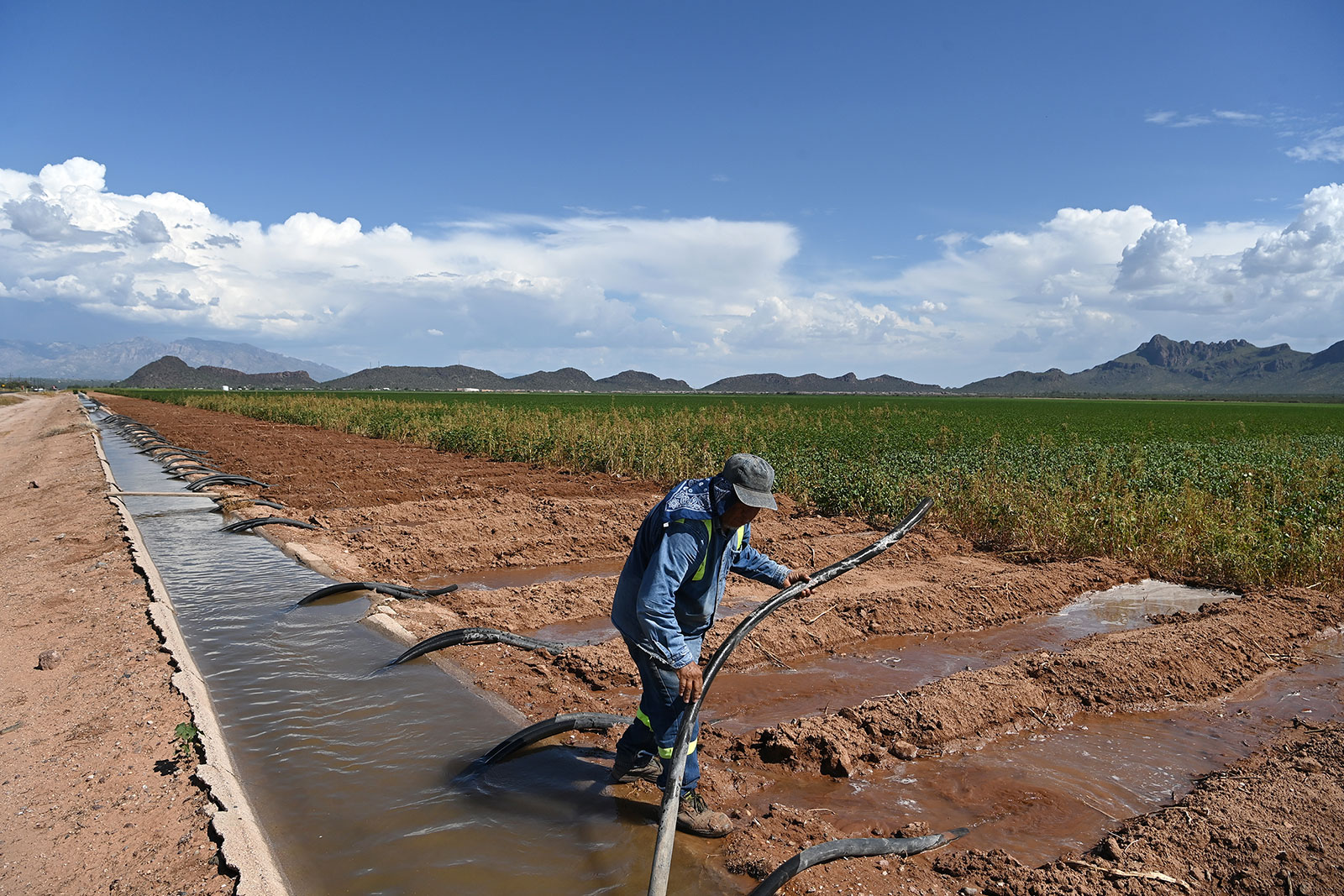 A worker irrigates a cotton field using a ditch that draws water from the Central Arizona Project at a farm in Marana, Arizona, in August 2021.