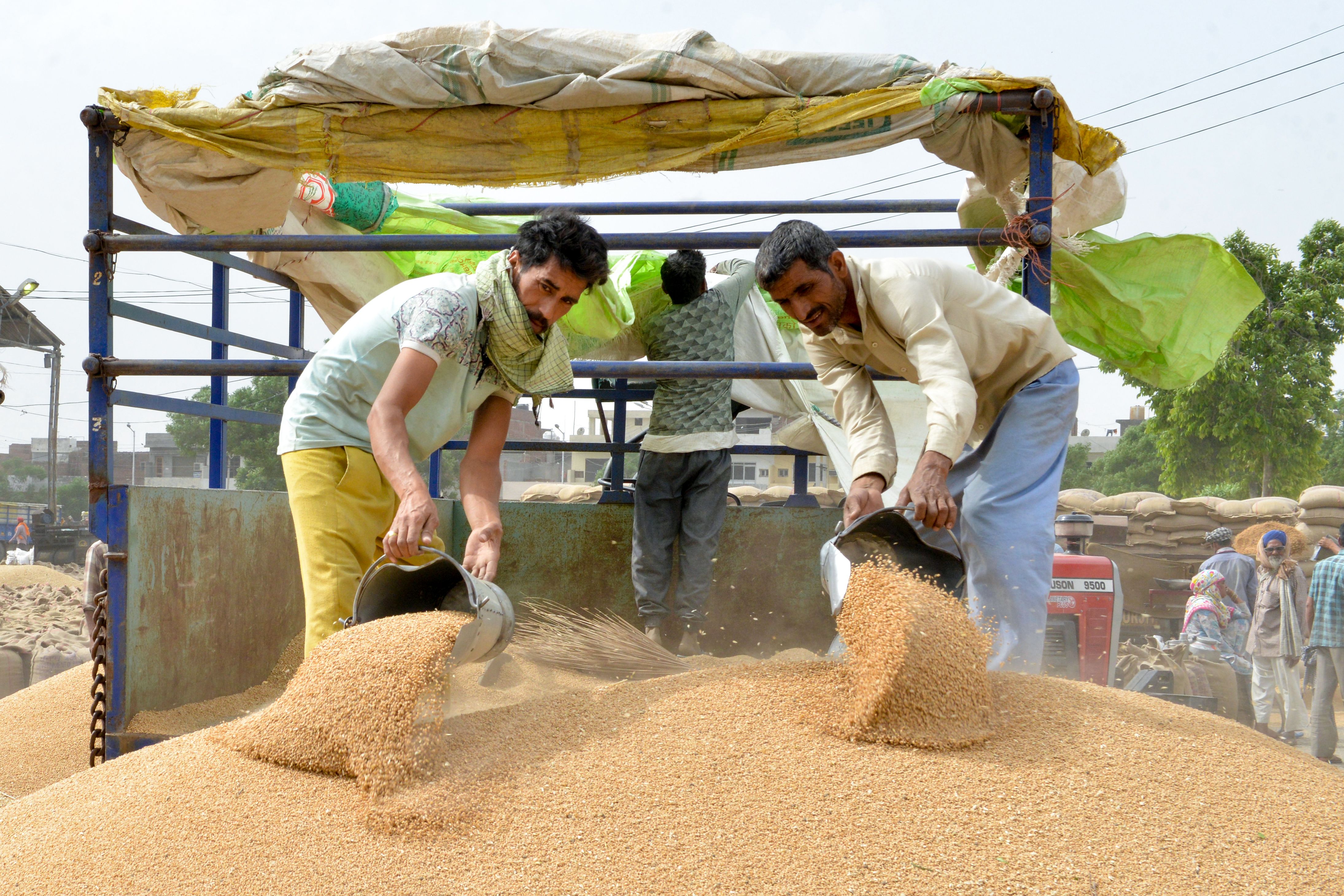 Indian labourers unload wheat grain from a trailer at a local distribution point on the outskirts of Amritsar on the eve of International Labour Day.