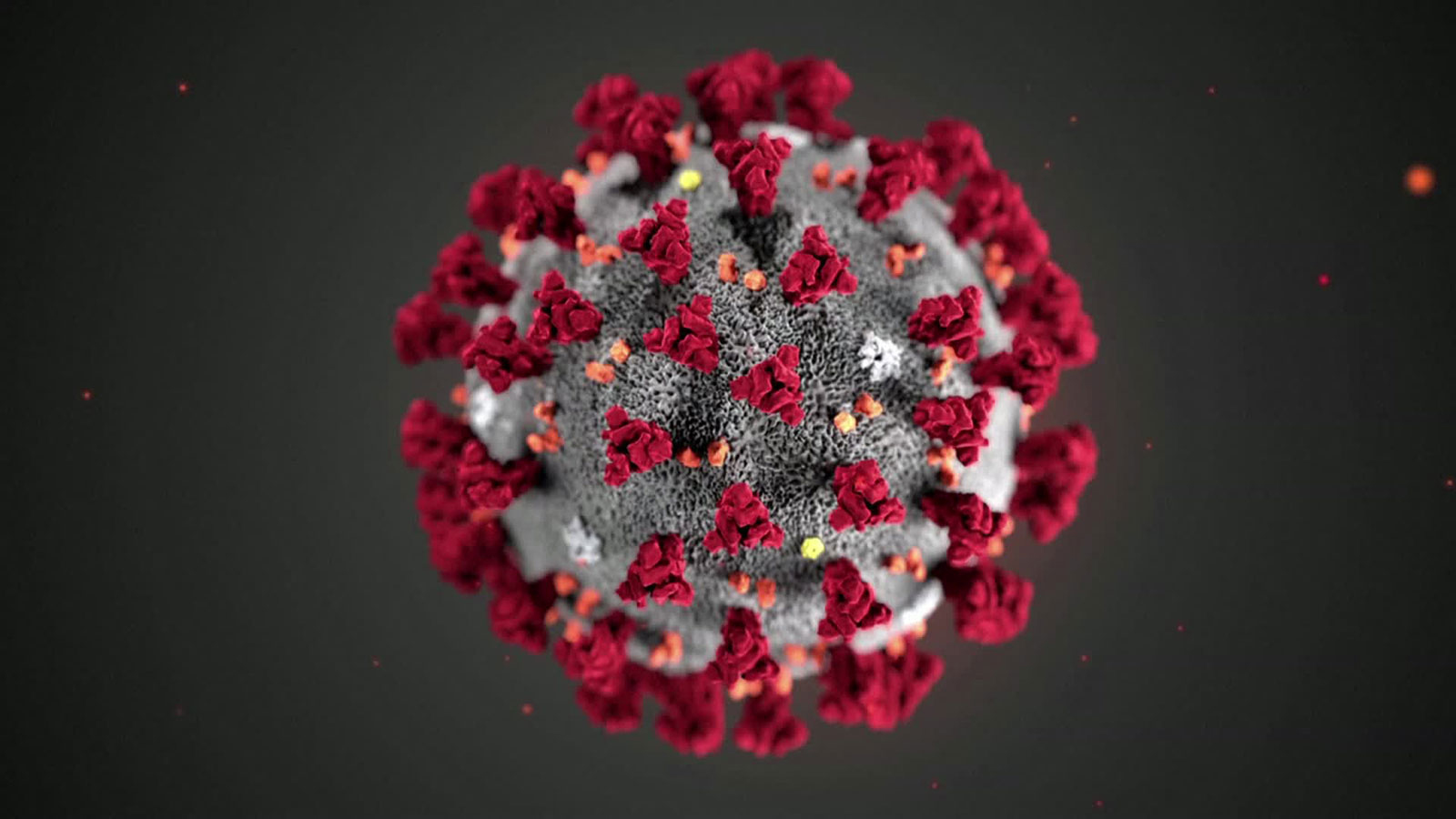 An illustration of the novel coronavirus created at the Centers for Disease Control and Prevention.