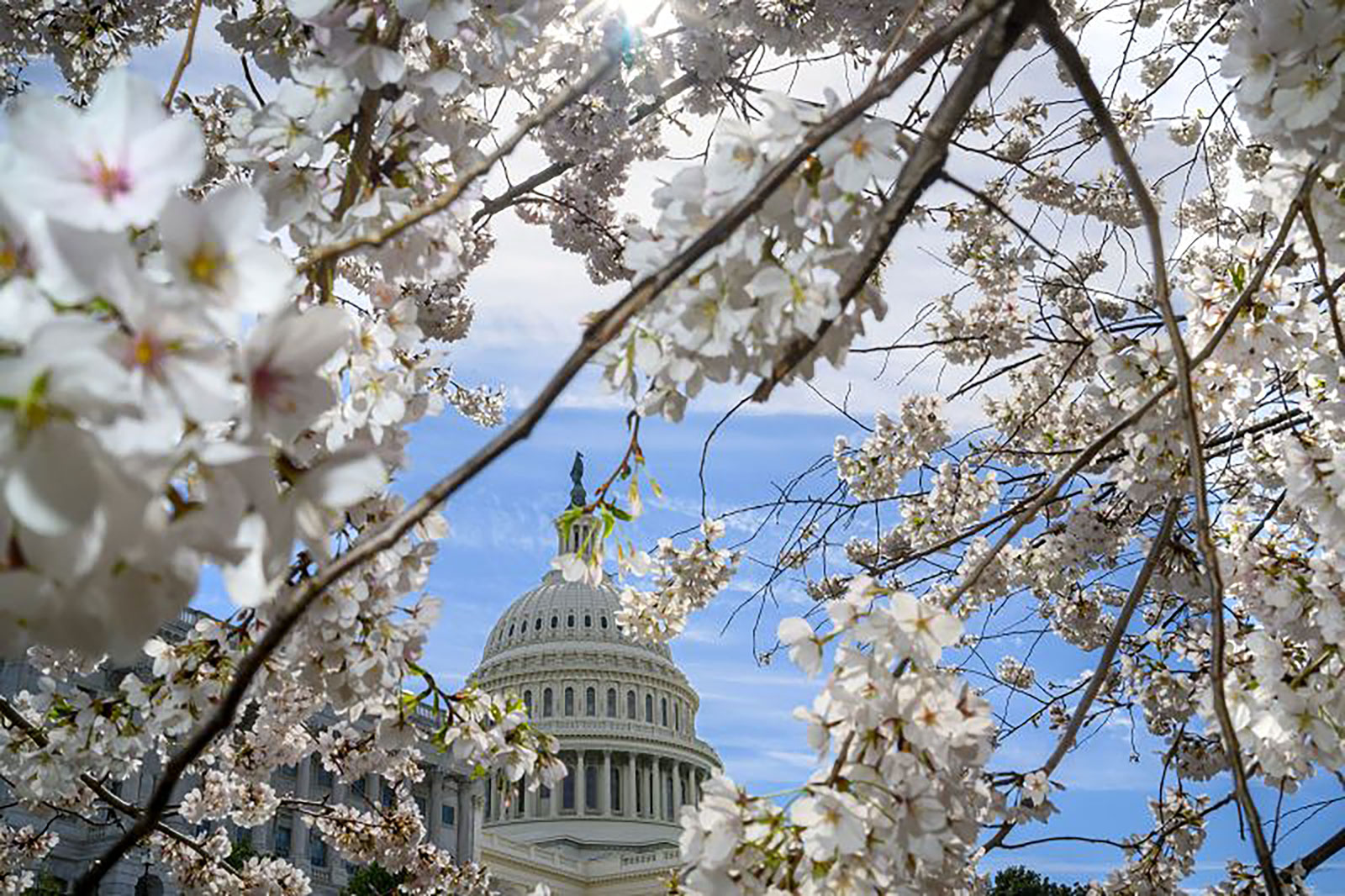 Cherry blossoms are seen in front of the US Capitol in Washington, DC, on March 18. 