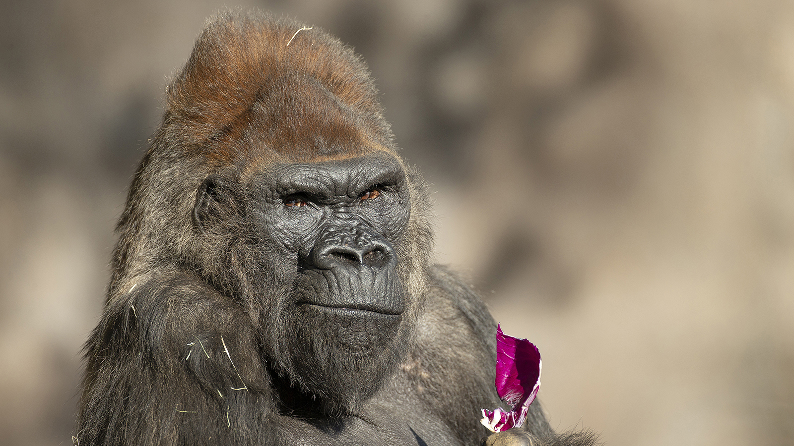 Western lowland gorilla, Winston, at San Diego Zoo Safari Park, on February 11.