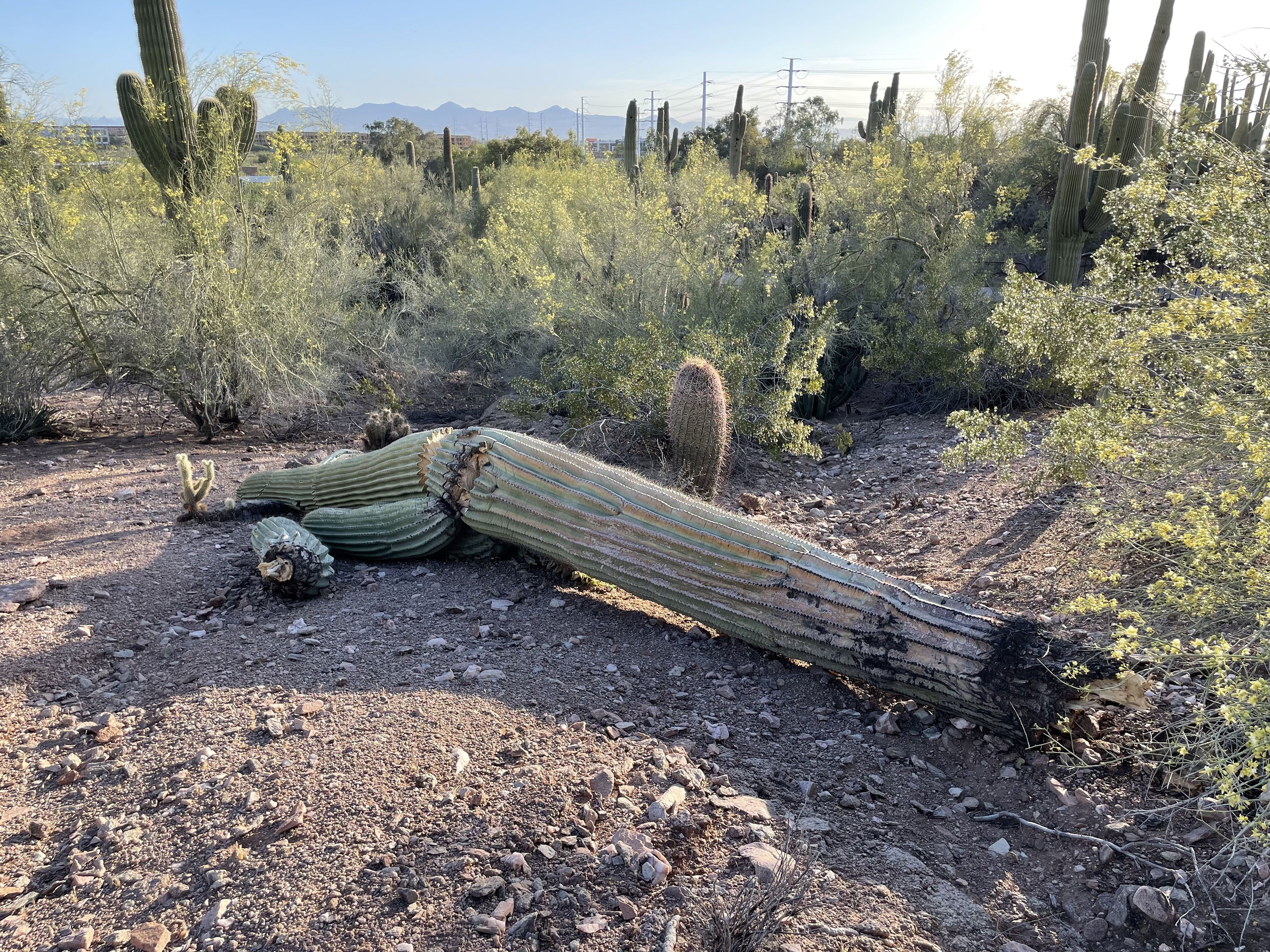 A toppled saguaro cactus at Desert Botanical Garden in Phoenix. Saguaro cacti that are stressed by extreme weather and lack of water can begin to rot from the inside and eventually lose limbs or collapse. 