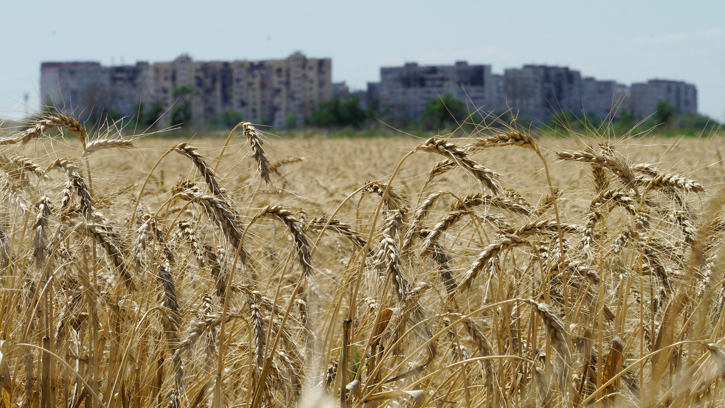 A wheat field near Mariupol in the Donetsk region, Ukraine, on July 15.