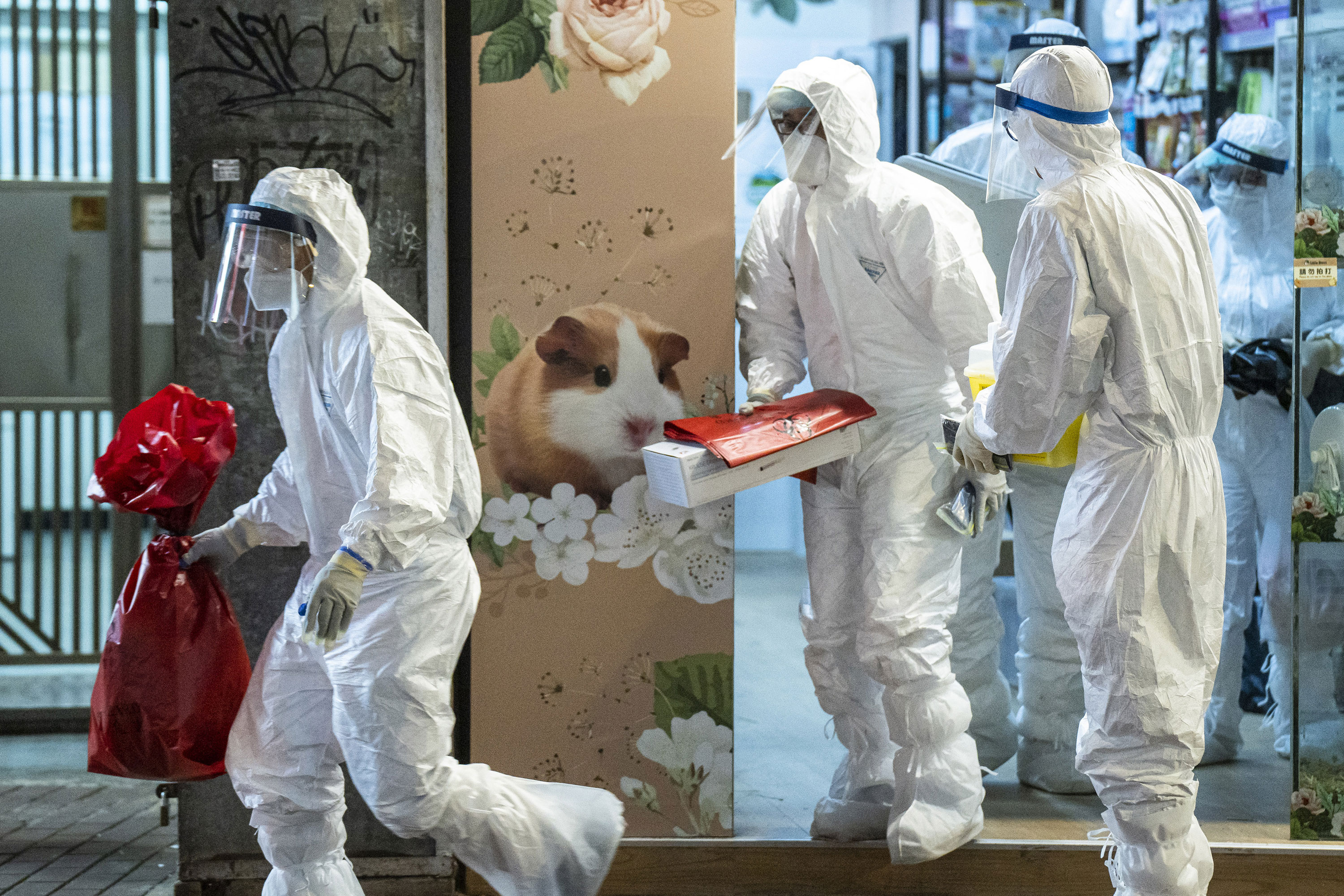 Workers with Hong Kong's Agriculture, Fisheries and Conservation Department remove small animals from a pet store in Hong Kong on January 18.