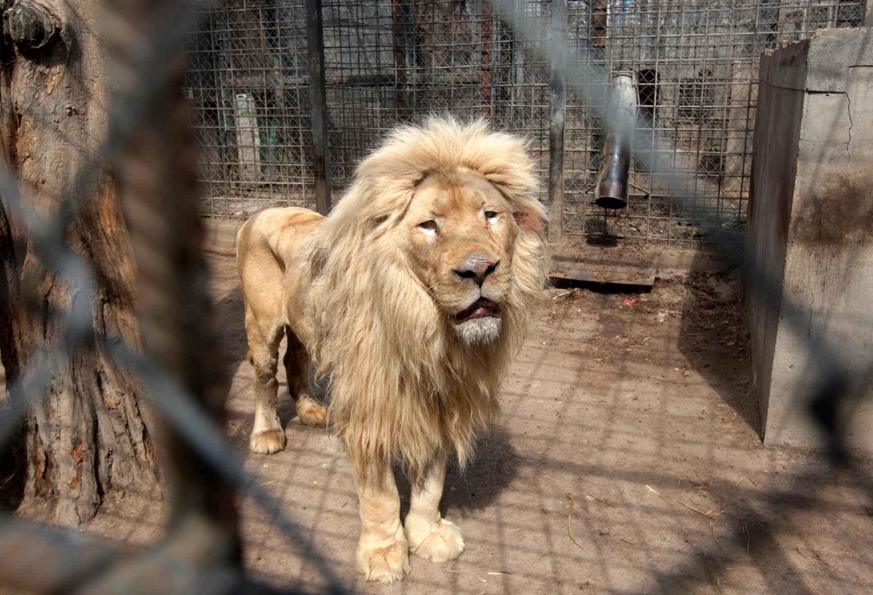 A white lion that was evacuated from the Feldman Ecopark in Kharkiv is seen in Odesa, Ukraine on April 14.